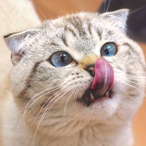 Cat sticking tongue out