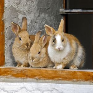 Rabbits playing outdoors