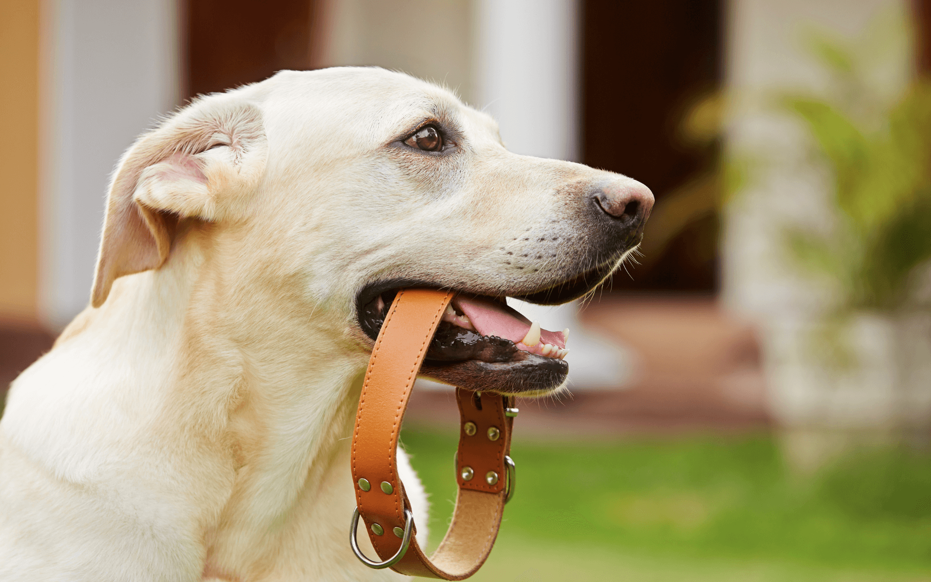 dog with collar