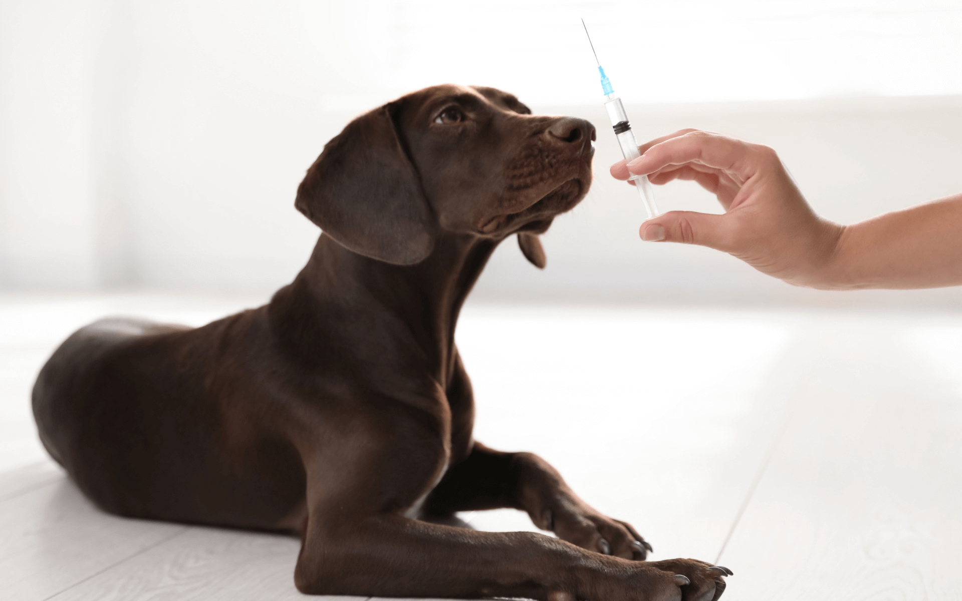 puppy and syringe